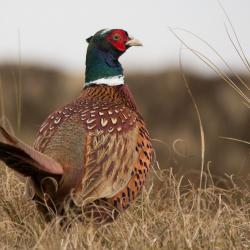 action de chasse petit- grand gibier