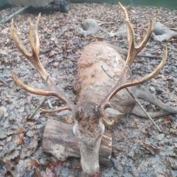 Action de chasse gros gibier en Seine et Marne