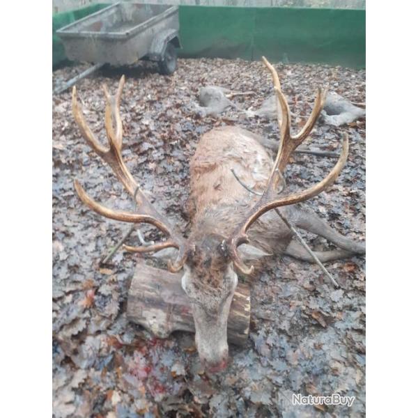 Action de chasse gros gibier en Seine et Marne