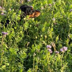 Recherche actionnaires chasse en plaine dép 21  Nuits Saint Georges  perdreaux faisans lièvres sang