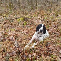 Journée de chasse à la bécasse