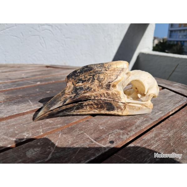 Crne de calao  cuisses blanches ; Bycanistes albotibialis #7