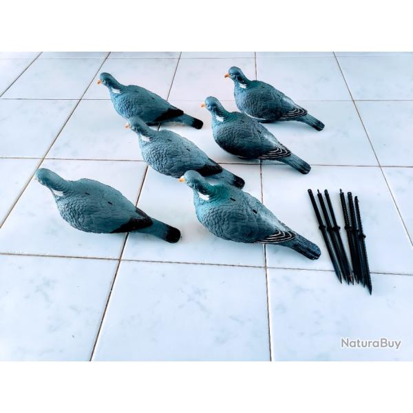 Lot 6 pigeons  "full body"