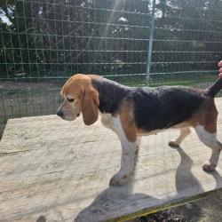 Beagle femelle 6 ans