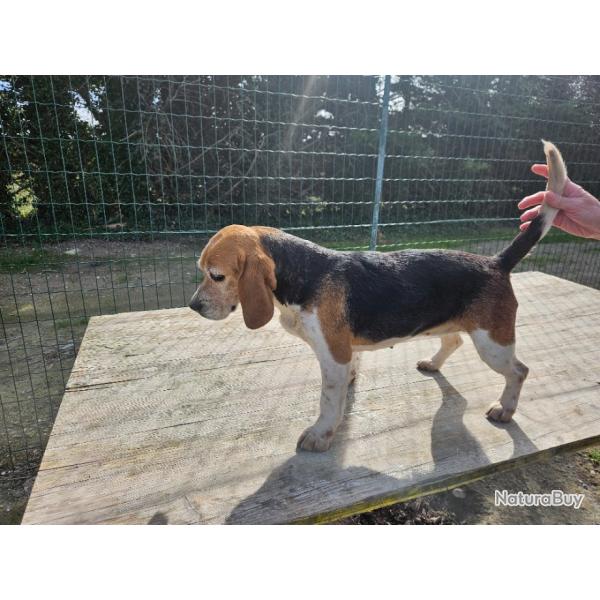 Beagle femelle 6 ans