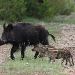 action de chasse