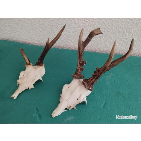 2 TROPHEE CHEVREUIL BROCARD PARTICULIER TAXIDERMIE CHASSE CERF