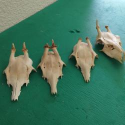 4 TROPHEE CHEVREUIL BROCARD PARTICULIER TAXIDERMIE CHASSE CERF