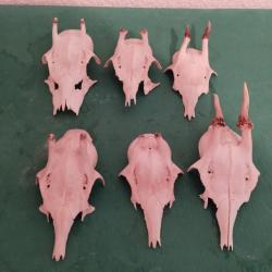 6 TROPHEE CHEVREUIL BROCARD PARTICULIER TAXIDERMIE CHASSE CERF