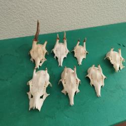 7 TROPHEE CHEVREUIL BROCARD PARTICULIER TAXIDERMIE CHASSE CERF