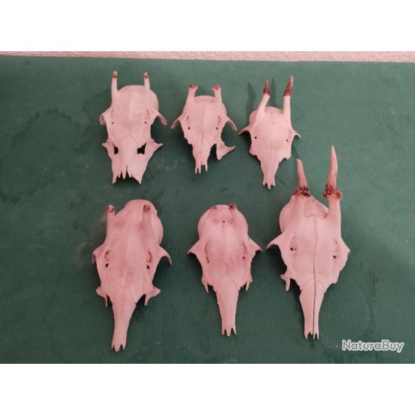 6 TROPHEE CHEVREUIL BROCARD PARTICULIER TAXIDERMIE CHASSE CERF
