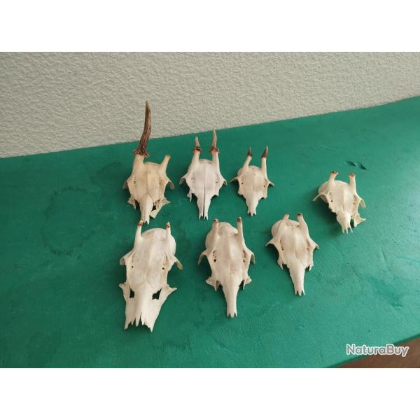 7 TROPHEE CHEVREUIL BROCARD PARTICULIER TAXIDERMIE CHASSE CERF