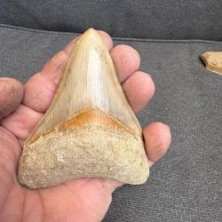 Magnifique dent de Megalodon non restauré fossile 10,2 cm