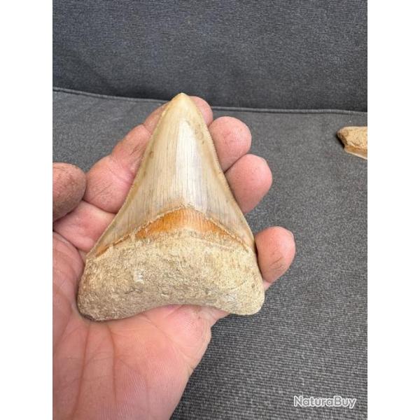 Magnifique dent de Megalodon non restaur fossile 10,2 cm