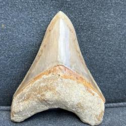 Magnifique dent de Megalodon non restauré fossile 10,9 cm