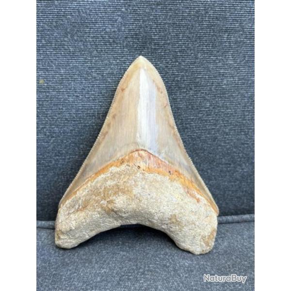 Magnifique dent de Megalodon non restaur fossile 10,9 cm