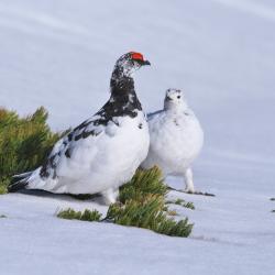 Recherche Lagopède alpin naturalisé - blanc