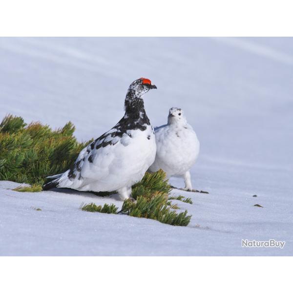 Recherche Lagopde alpin naturalis - blanc