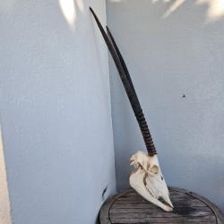 Crâne d' Oryx avec mâchoire ; Oryx gazella #2112