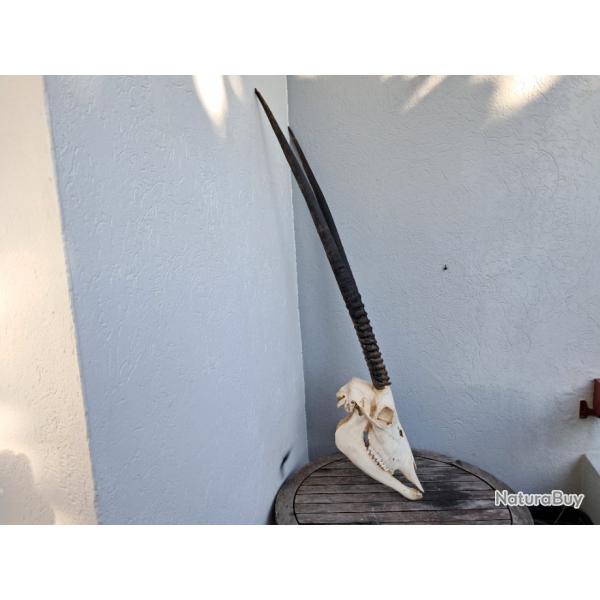 Crne d' Oryx avec mchoire ; Oryx gazella #2112