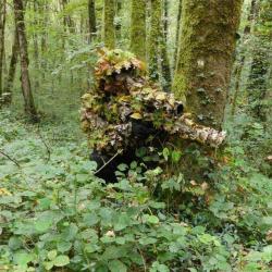 ghillie Novritsch complète