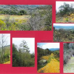 84,3531 ha - FORÊT DU ROC DE LA PAULETTE - ( 11 ) AUDE