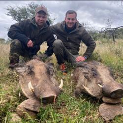 Package animaux non trophèe Afrique du Sud