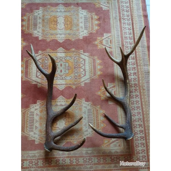 2 BEAUX BOIS MUES CERF 6 CORS 70 ET 78CM