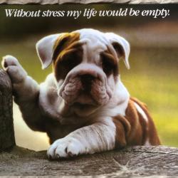 Affiche, poster, Without stress my life  43 x 61 cm
