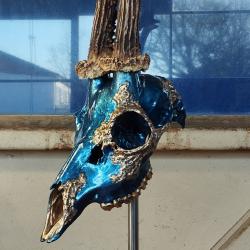 Véritable crâne de chevreuil peint à la main or et bleu métallique (support inclus)