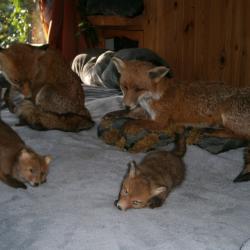 TAXIDERMIE DE  RENARDS