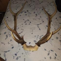 Massacre Cerf 9 Cors sud ouest de la France