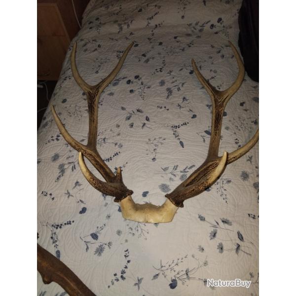 Massacre Cerf 9 Cors sud ouest de la France