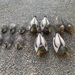 Formes de canards colverts et sarcelles