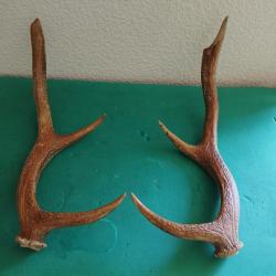 UNE PAIRE BOIS CERF TEINT 50CM