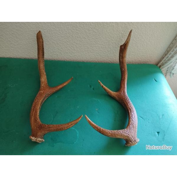 UNE PAIRE BOIS CERF TEINT 50CM