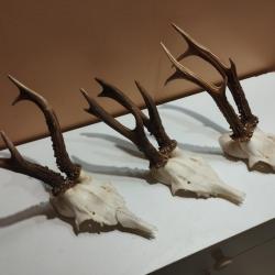 3 BEAUX TROPHEES DE CHEVREUILS BROCARDS 6 CORS BOIS 16/16/21CM TAXIDERMIE CHASSE