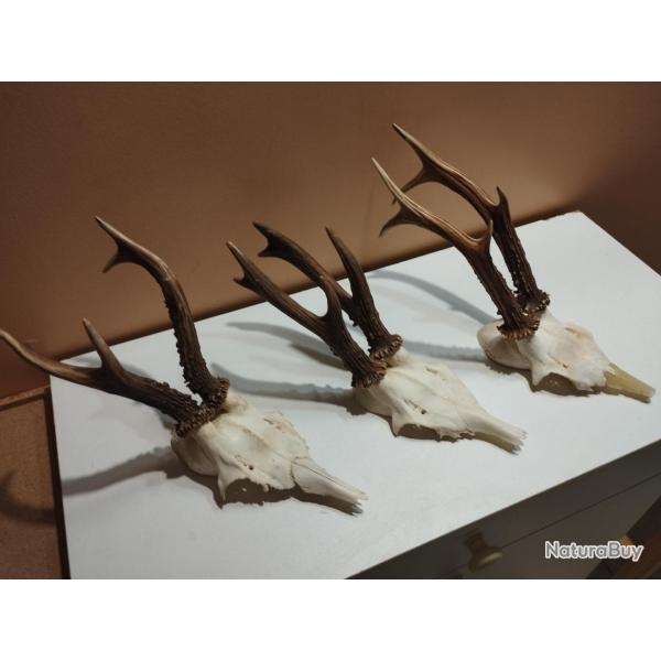 3 BEAUX TROPHEES DE CHEVREUILS BROCARDS 6 CORS BOIS 16/16/21CM TAXIDERMIE CHASSE