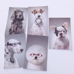 Lot de 5 cartes postales grand optical avec le thème des chiens humoristiques
