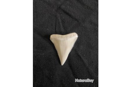 Dent de requin blanc Poissons (13180319)