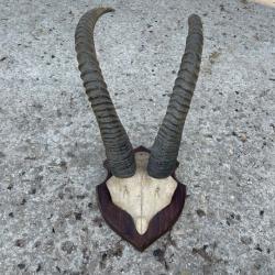 Massacre Antilope