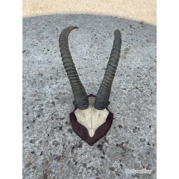 Massacre Antilope
