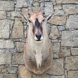 ELAND DU CAP TRES BON ETAT