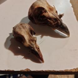Taxidermie crane faisan perdrix rouge