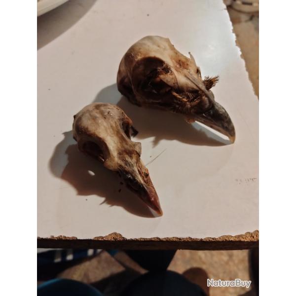 Taxidermie crane faisan perdrix rouge