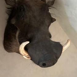 Phacochère d'Afrique du Sud