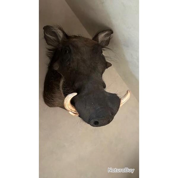 Phacochre d'Afrique du Sud
