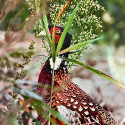 Part de chasse mixte petits et grands gibiers