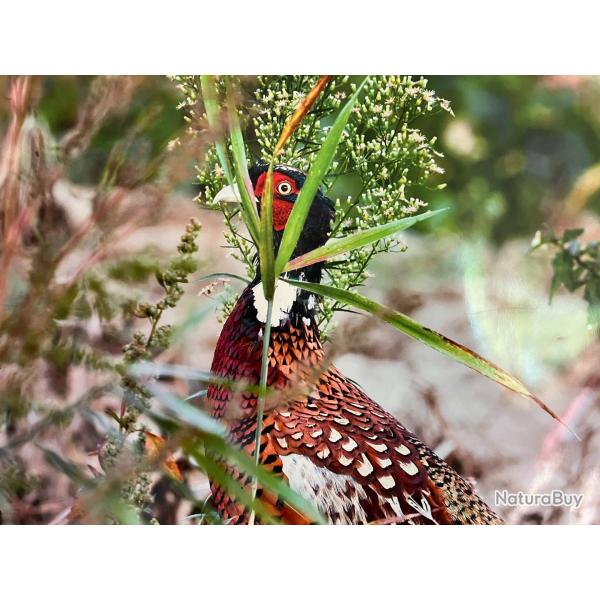 Part de chasse mixte petits et grands gibiers