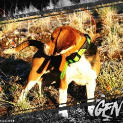 Antenne de collier ROG SUPRA compatible GARMIN 3